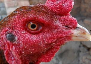 國(guó)產(chǎn)老雞露臉視頻,揭秘神秘幕后故事