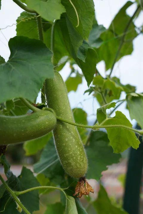 瓜瓜呱吃瓜娛樂圈,娛樂圈幕后秘聞大揭秘